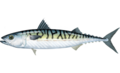 Scomber scombrus.png