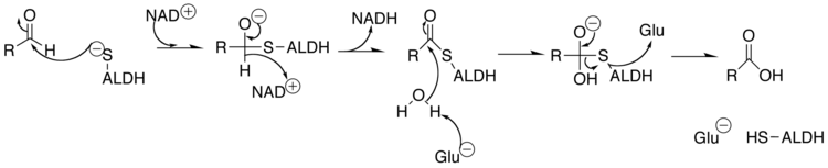 Aldehyde dehydrogenase mechanism.png