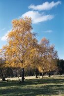 Birken Katzenplaetzchen.JPG