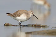 Calidris ferruginea, winter adult, Pak Thale.jpg