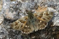 Carcharodus orientalis - Oriental Skipper.jpg