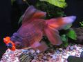 Chocolate Oranda with Red pompoms 2.jpg