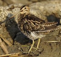 CommonSnipe.jpg