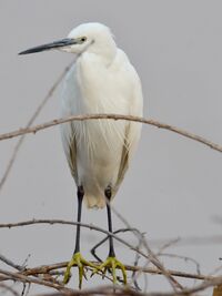 Egretta garzetta (Kafue).jpg