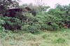 First mirador in Lobéké.jpg