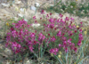 Hedysarum alpinum.png