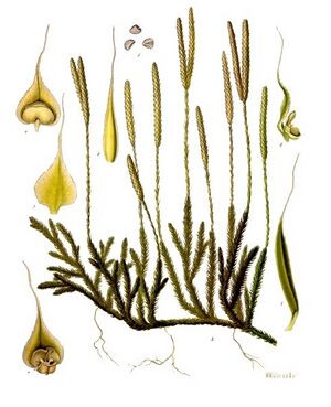 Lycopodium clavatum - Köhler–s Medizinal-Pflanzen-219.jpg