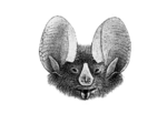 Macrotus waterhousii.png