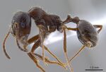 Messor structor ANTWEB1008070 profile.jpg