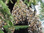 Monarchs overwintering Angangueo site in Mexico.jpg