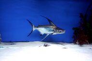 Pangasius sanitwongsei 2.jpg