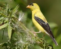 Carduelis-tristis-001.jpg