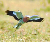 Coracias caudatus -Tanzania -hunting-8-4c.jpg