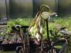 Disporum megalanthum.jpg