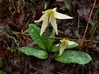 Erythronium oregonum 01193.JPG