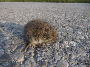 Feldmaus in Angststarre.jpg