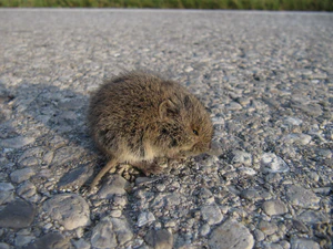 Feldmaus in Angststarre.jpg