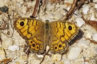 Lasiommata megera LC0311.jpg