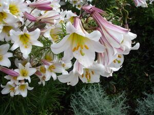 Lilium regale1UME.jpg