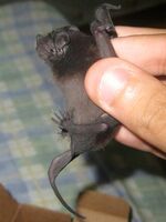 Molossus molossus 1 2.JPG