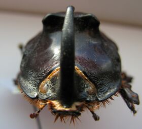Oryctes nasicornis 1375.JPG