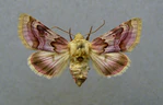 Periphanes delphinii.jpg