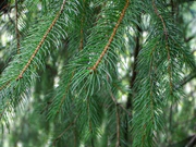 Picea smithiana 001.jpg