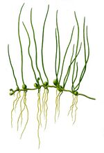 Pilularia globulifera - Thomé.jpg