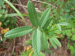 Sanguisorba officinalis 1.JPG