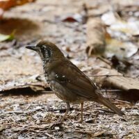 Spot-winged Thrush (5320522326).jpg