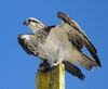 Wild Pandion.jpg