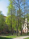 Б. Сампсониевский 72.JPG