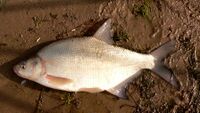 AbramisBramaCarpBream.JPG