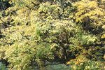 Acer stachyophyllum JPG1a.jpg