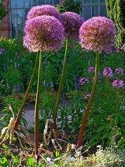 Allium giganteum 001.JPG