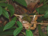 Araripe Manakin (Antilophia bokermanni) on nest.jpg