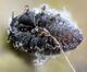 Balsam woolly adelgid (31899465560) (cropped).jpg