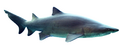 Carcharias taurus in UShaka Sea World WB.png