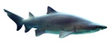 Carcharias taurus in UShaka Sea World WB.png