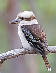 Dacelo novaeguineae - Knocklofty.jpg