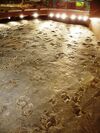 Dinosaur State Park (Rocky Hill, CT) - prints.JPG