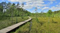 Eco-trail on the Sestroretsk swamp.jpg