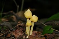 Entoloma murrayi 90473.jpg