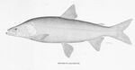 FMIB 46757 Stenodus Mackenzii.jpeg