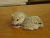 Fattailedgerbils12-PeterMaas.jpg