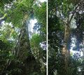 Ficus insipida (17190233702).jpg