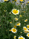 Glebionis coronaria2.jpg