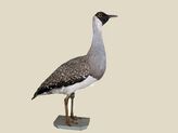 Heuglin's Bustard specimen RWD.jpg