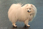 Japanese Spitz.jpg
