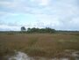 Jensen Beach FL Savannas Preserve SP06.jpg